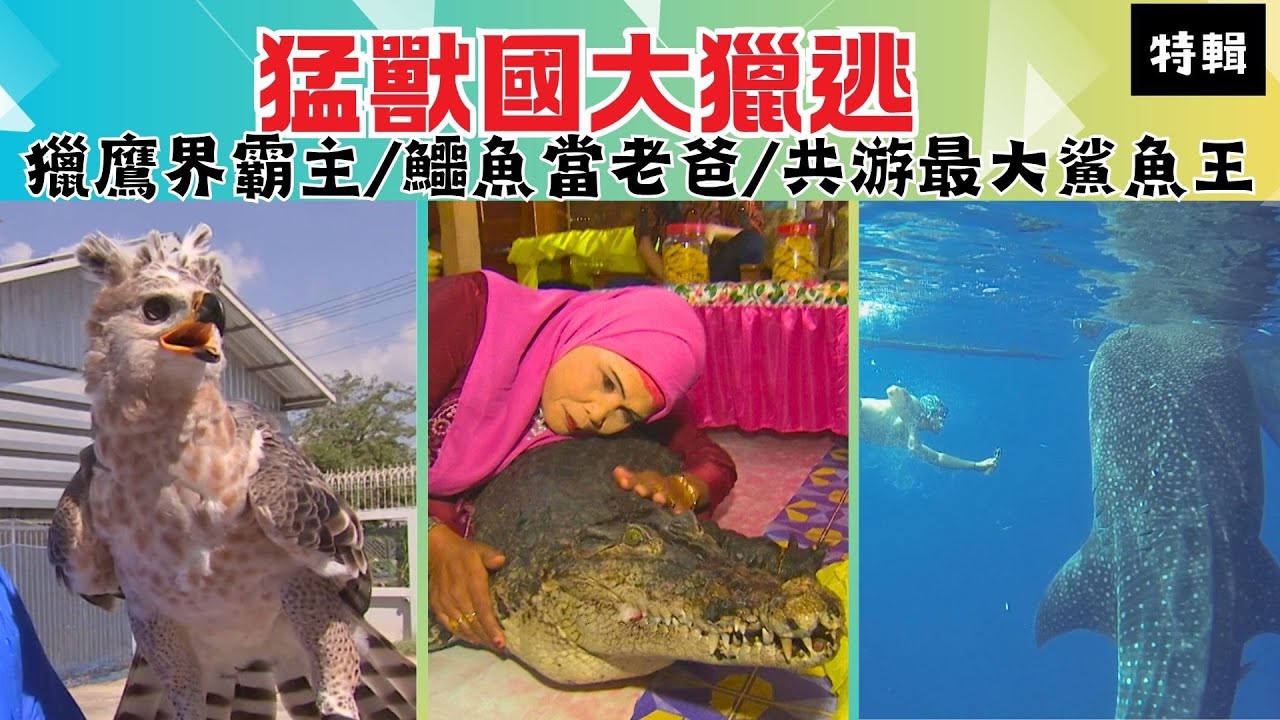 【猛獸國大獵逃】兩公尺鱷魚當老爸／與鯊魚王共游／亞洲唯一冕雕繁殖場 獵鷹訓練｜《世界第一等》特輯39集 - YouTube