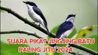 SUARA PIKAT BURUNG JINGJING BATU PALING AMPUH | SUARA PIKAT ANDALAN TUKANG PIKAT