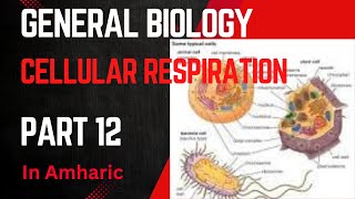 Cellular Respiration