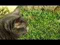 My little cat in the garden - HD Video