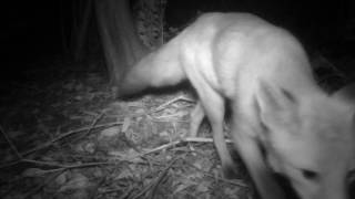 Night Fox