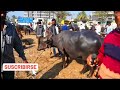 🔥karad Buffalo market 🔥#murra, #surti, #dugal