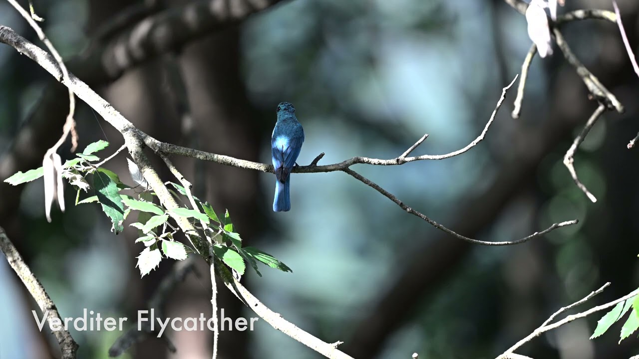 Verditer Flycatcher – The Shimmering Blue Jewel of the Himalayas | Birdwatching in India