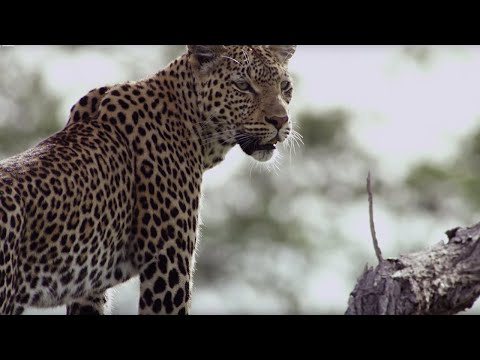TÉLÉCHARGER EXTRAWELT LEOPARD LEOPARD TÉLÉCHARGER EXTRAWELT