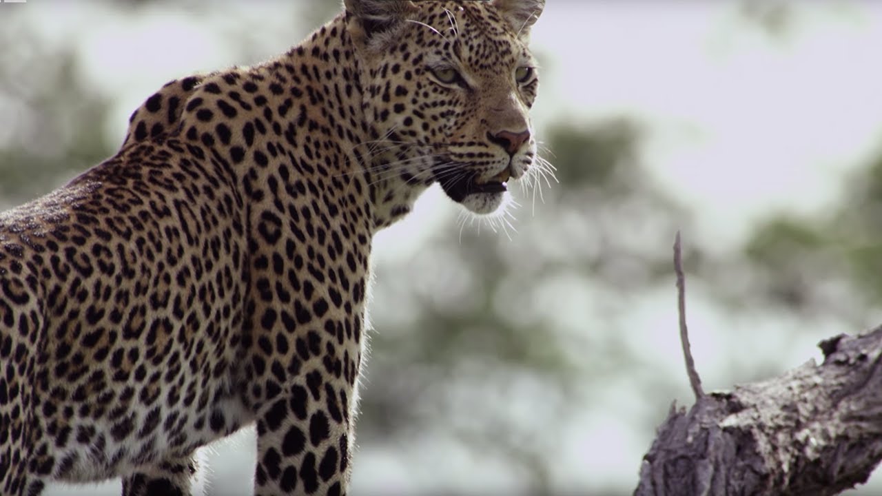 ⁣Leopard Mother Rescues Cub from Wild Dogs | BBC Earth