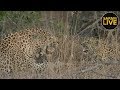 safariLIVE - Sunrise Safari - August 21, 2018