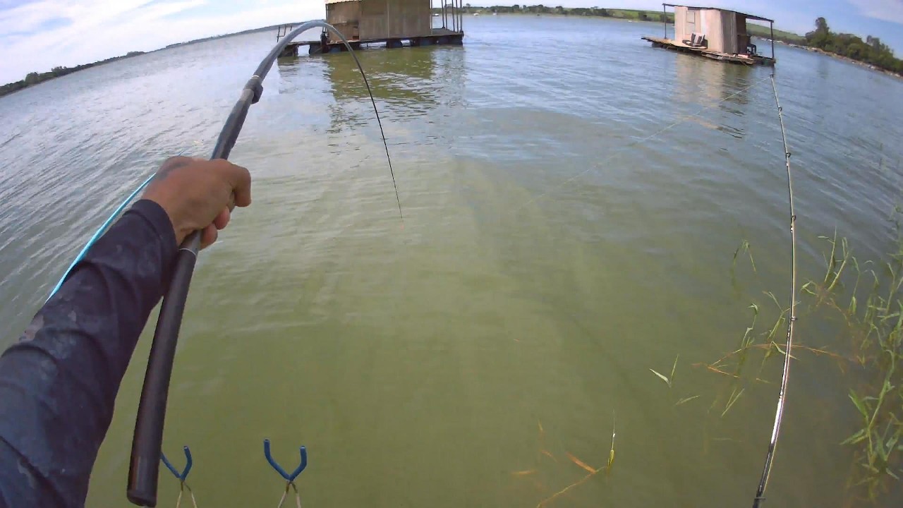 Jamais imaginei que este peixe poderia chegar neste tamanho, fim da piracema