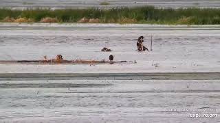 Mississippi River Flyway Cam. Young Eagles fishing?- explore.org 05-31-2021