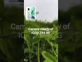 #iQOOZ9s5G #CameraTest #MobilePhotography #50MP #4KVideo #TechShorts #SmartphoneCamera