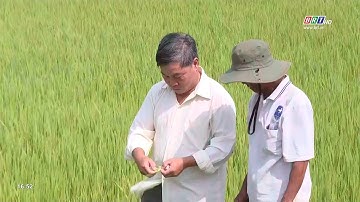 Kết nối sản xuất và tiêu thụ nông sản bền vững | BRTgo