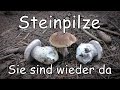 Steinpilze Sie sind wieder da Pilze Ende August