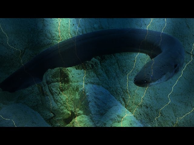 Electric eel uses high-voltage shocks to locate and stun prey
