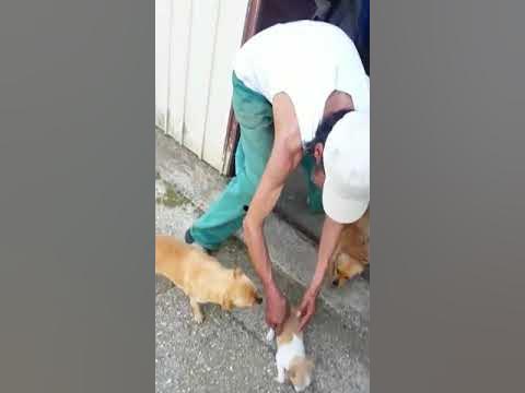 Cuccioli Cani Taglia Piccola femmine in regalo - YouTube