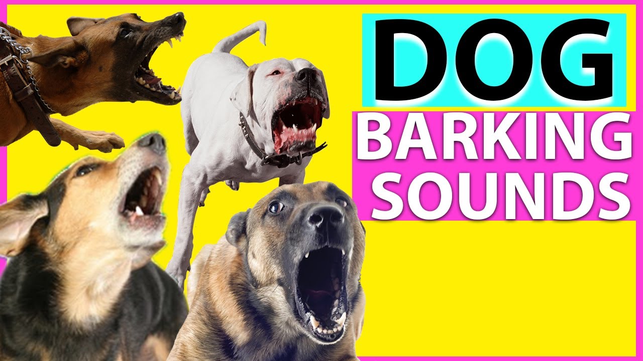 Barking sound. Barking Sounds. Barking Dogs seldom bite русский эквивалент.