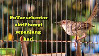 Pancingan CIBLEK semi agar cepat emosi,  CIBLEK SEMI gacor efektif merangsang Bunyi