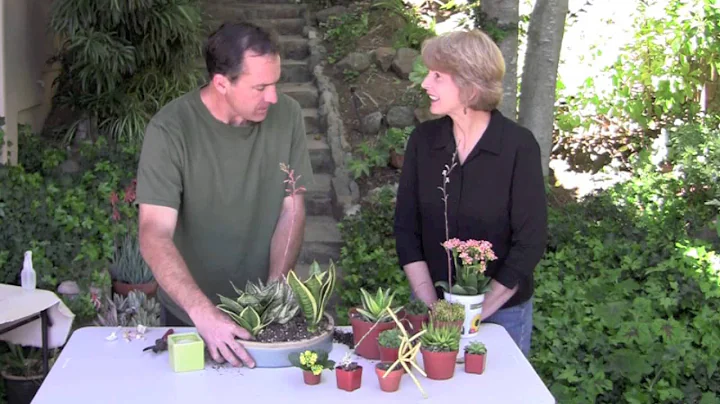 Make a Succulent Dish Garden for Shade or Indoors