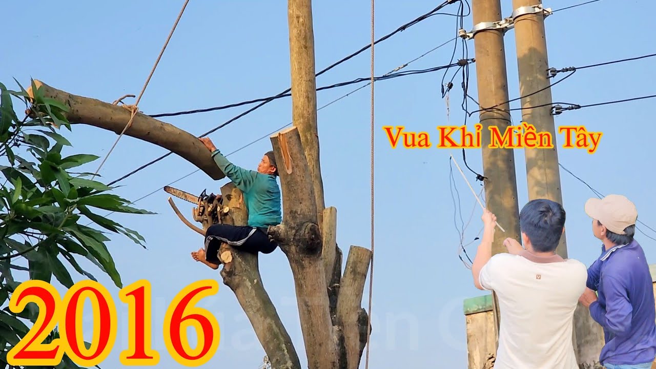 Quá nguy hiểm ! Vua Khỉ cưa cây Bàng đối diện trụ điện ba pha , nằm sát quốc lộ 1A Cutting tree