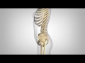 Degenerative Spondylolisthesis - Patient Animation