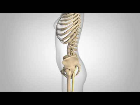 Degenerative Spondylolisthesis - Patient Animation