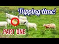 THE BOYS MEET THE GIRLS - Tupping/mating season for our lowland sheep - Part One