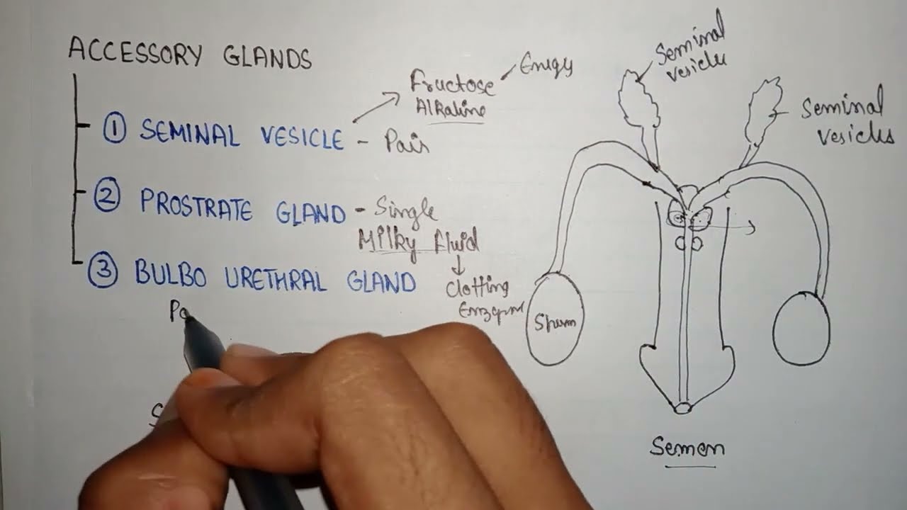 Bulbourethral gland secretion of bulbourethral function of