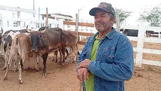 Feira De Gado De Sumé Pb 03112025