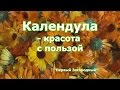 Календула против вредителей  Красота и польза ноготков