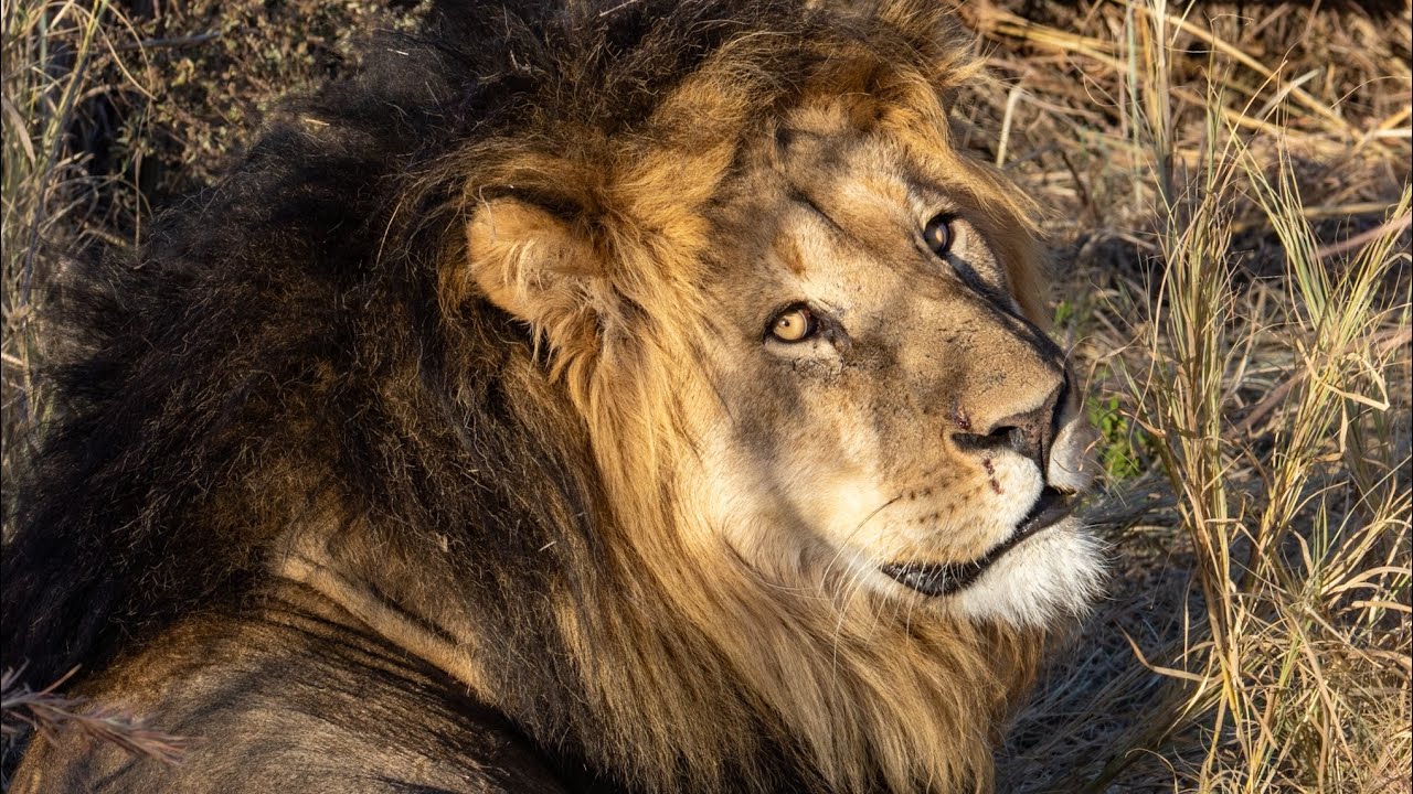 Mabula Game Reserve June 2024