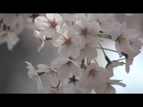 木もれ日のうた
