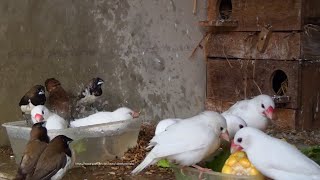 White Java Sparrows and Friends - Saturday Morning, June 19th 2021