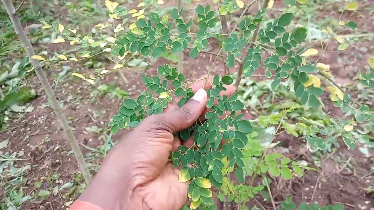 Abibitumi Mbôngi Moringa Farm Visit 30 June 2026
