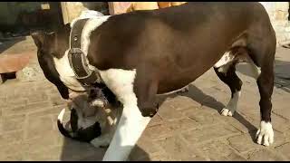 2Monts Old Vs 12Months Old Pitbull Dog Funny Time Video