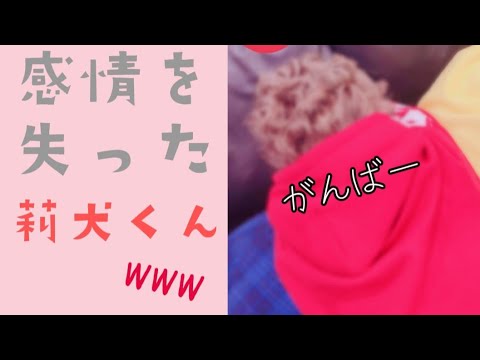 【すとぷり文字起こし】莉犬感情を失うwwwwww