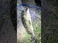 この用水路やばすぎる#ガサガサ