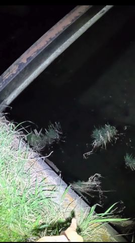 この用水路やばすぎる#ガサガサ