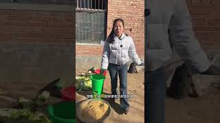 Feeding chickens, ducks, geese, pigs, cattle, sheep, fish, shrimp, and crabs