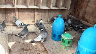 Saturday, April 25th: CH GN release day. New chicks have emerged
