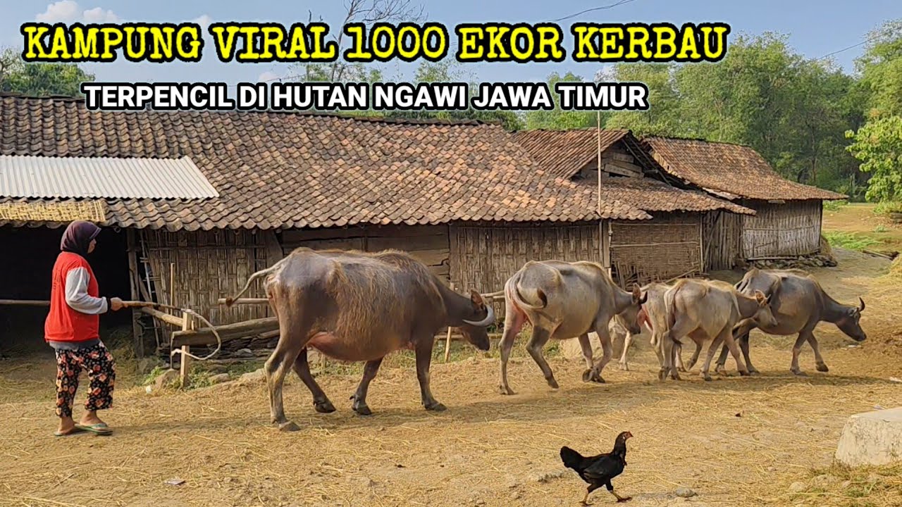 UNIK DAN LANGKA! KAMPUNG KERBAU TERPENCIL DI PEDALAMAN NGAWI JAWA TIMUR