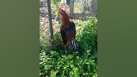 Lau qaib Thaib zoo nraug#3 rooster