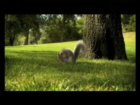 Nestle Kit Kat India  Squirrel TVC