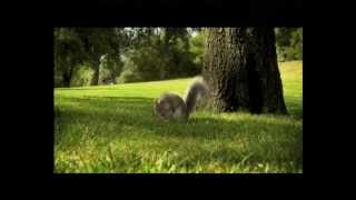 Nestle Kit Kat India  Squirrel TVC