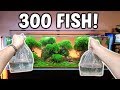 Adding 300 fish to ancient gardens planted aquarium