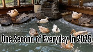 One Second Of Everyday | 2025 Duck Owner Edition 🦆