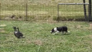 Triad border collies protect military runways