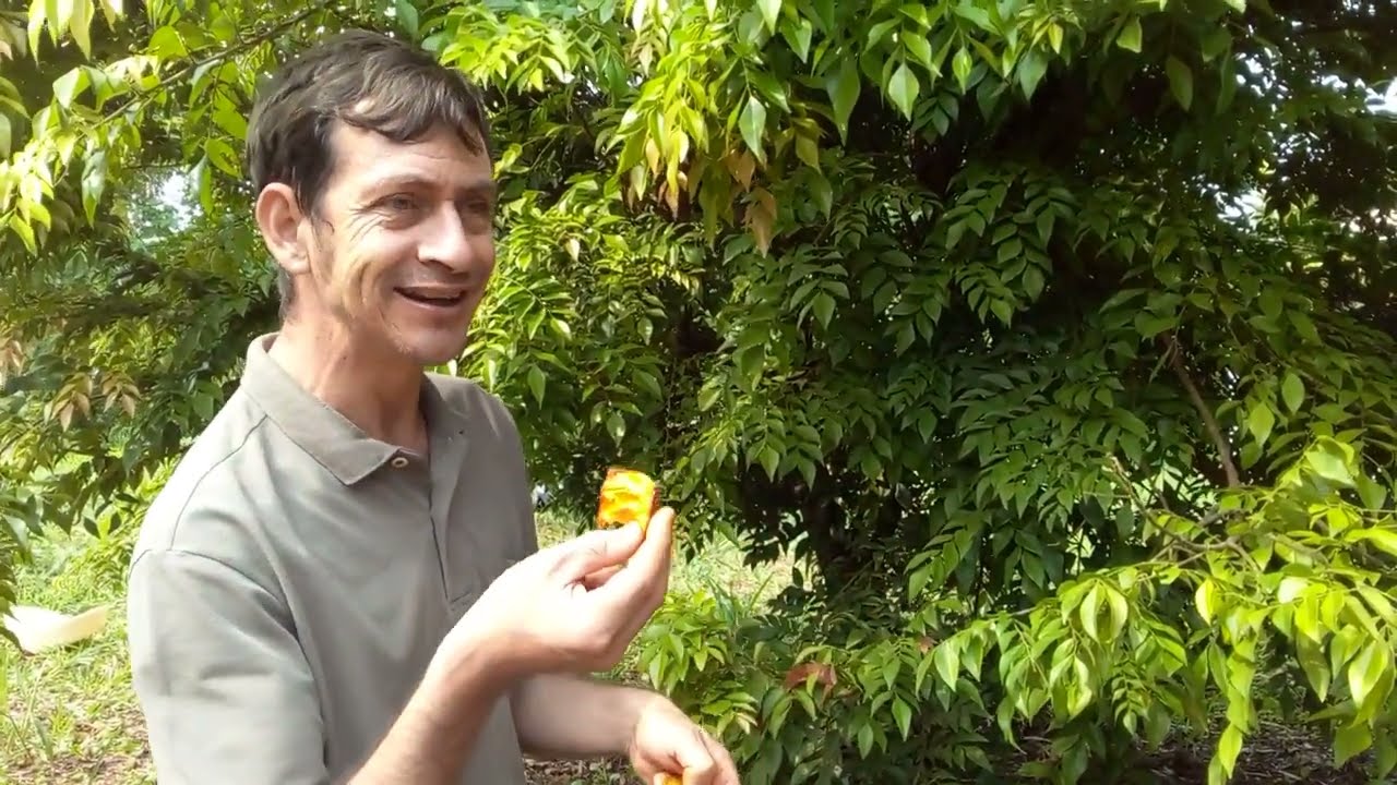 Guaxingaba açú (Exostyles glabra)