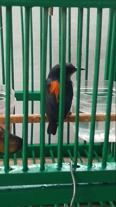 Cabai bunga api jantan