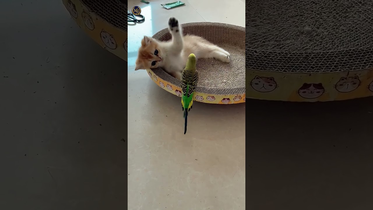 totte ur bili ki lrrai 