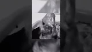 Craziest Experiment Injecting Human Cells Into Animal Eggs 😨 #shorts