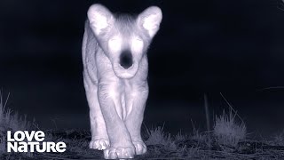 Lost Lion Cub Must Hide from Roaming Hyenas Looking to Kill