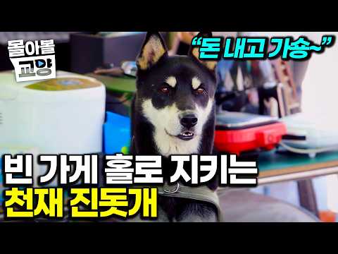 "사장님이세요?" 추억의 만물상 홀로 지키는 잘생긴 진돗개｜진짜 사장님 정체는 설쌤도 놀란 산책 천재 할머니? #몰아볼교양